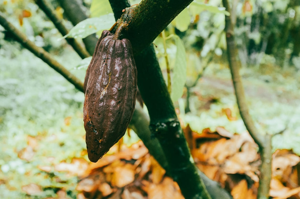 Brief History of Cacao In Indonesia